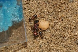ANT FOOD Queen Ant Food For Your Ant Farm 1 Loaf Feeds 100 Ants For A 