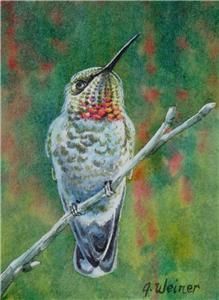 ACEO Original Watercolor Annas Hummingbird by J Weiner
