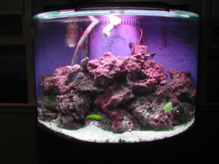    saltwater Aquarium fish tank cherry stand canopy complete live rock