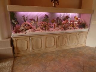 Tropical marine aquarium display (NO WATER; no maintenance  )