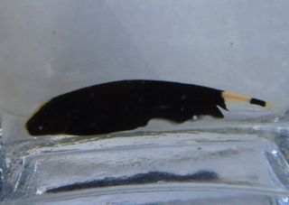   Black Ghost Fish Wild Caught for Live Freshwater Aquarium Fish