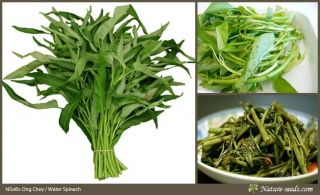   Kangkong Water Spinach Ipomoea Aquatica 250 Vegetable Seeds