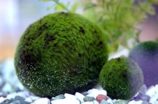 Nano Marimo Ball x 5 Discus Betta Fish Aquarium Plant