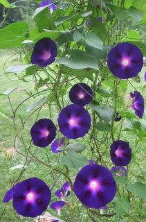 Morning Glory Vine Purple Star of Yelta 50 Seeds