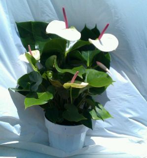 White Heart Anthurium plant in 6 inch pot with Flower Tropical