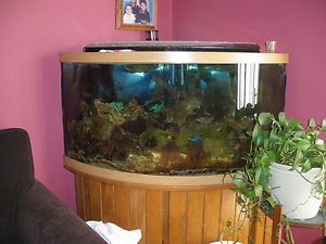 92 Gallon Corner Fish Tank with Oak Stand