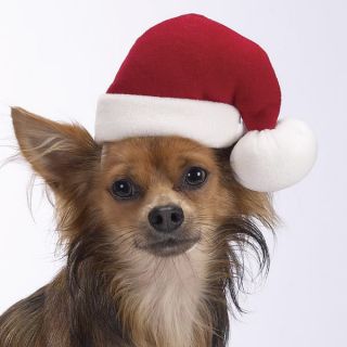 Aria Santa Hat for Dogs or Cats Small Medium Large Dog Hats Christmas 