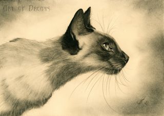 Charcoal Drawing Oriental Siamese Cat Gatito Feline Kitty Siam Katze 