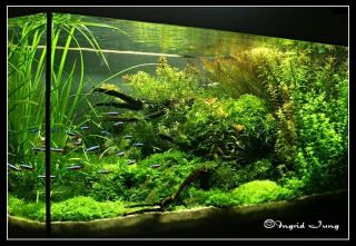 Pellia Live Shrimp Fish Tank Freshwater Aquarium A5