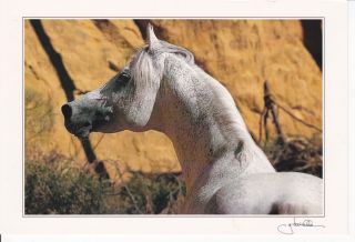Ansata Nile Pascha Egyptian Arabian Horse Postcard Gabriele Boiselle 