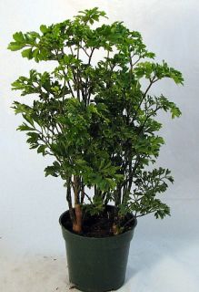 Ming Pre Bonsai Tree Plant Polyscias Indoor 4 Pot