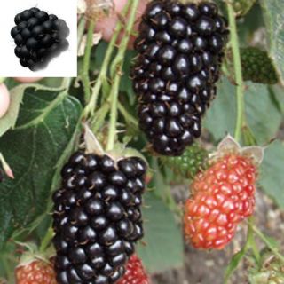Arapaho blackberry bush live plant NEW Rubus