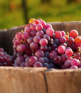  Dragon Grapes 10 Stratified Seeds Organic Sweet Jam Wine Fresh