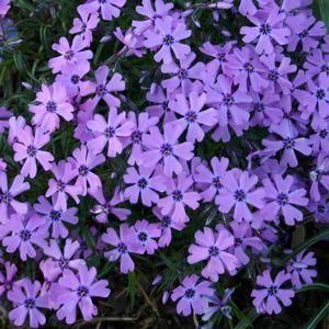 Purple Beauty Creeping Phlox Perennial Potted