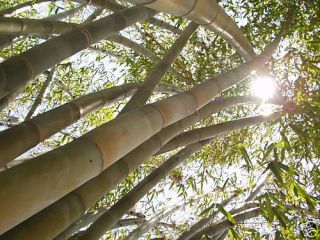 Giant RARE Indothai Bamboo Plant Dendrocalamus Asper