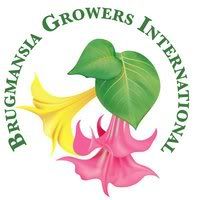 Brugmansia Plant Ashoka New 2012 Release Garden Ready