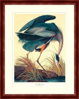 Audubon Blue Heron Museum Framed Giclée Superb Colors 32x25 