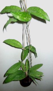 Hoya finlaysoni​i Large Leaves Rare Plant 1 Pot