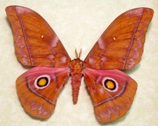 Nudaurelia Amathusia Pink Yellow Eyes Framed Silk Moth Cameroon 8093E 