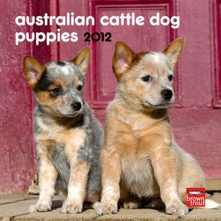 Australian Cattle Dog Puppies 2012 Mini Wall Calendar