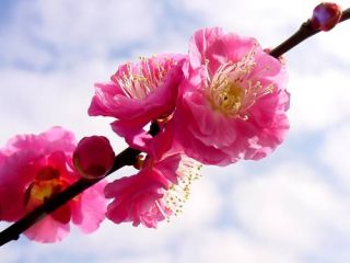 Japanese Apricot Chinese Plum Prunus Mume Tree Seeds