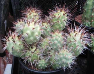 Tephrocactus Aoracanthus Avocado Shaped Prickly Pear Cactus One 