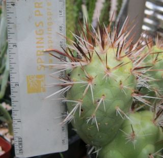 Tephrocactus Aoracanthus Avocado Shaped Prickly Pear Cactus One 