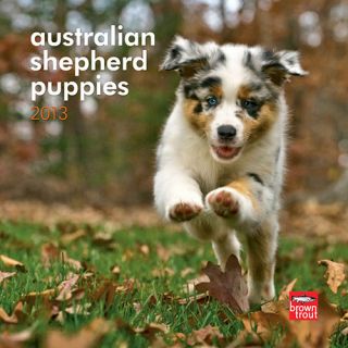 Australian Shepherd Puppies 2013 Mini Wall Calendar