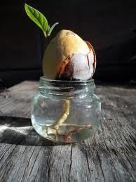 Avocado Tree Seeds Fresh Live Pit Ready to Grow and Plant From 