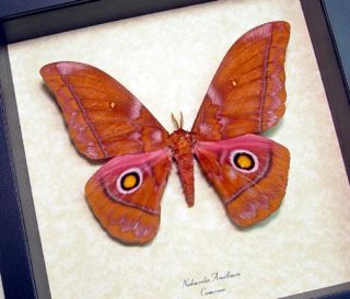 Nudaurelia Amathusia Pink Yellow Eyes Framed Silk Moth Cameroon 8093E 