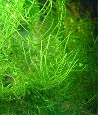 Java Moss Taxiphyllum Barbieri for Your Freshwater Tank