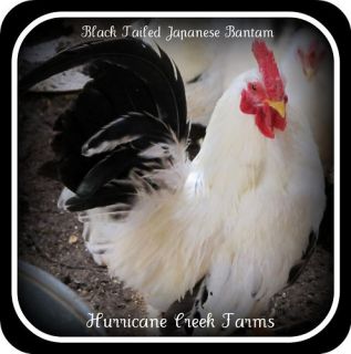 12 Blktailed White Japanese Bantam Chicken Hatching Eggs
