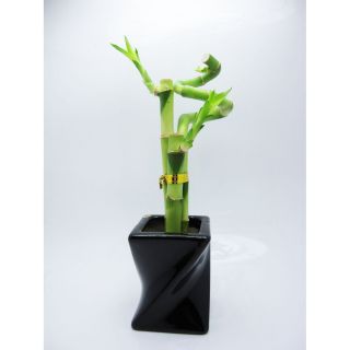 Live 3 Style Lucky Bamboo Plant Arrangement w/ Piano Paint 