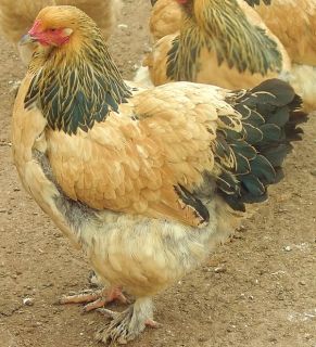 Buff Brahma Chicken Hatching Eggs Gentle Giants 10