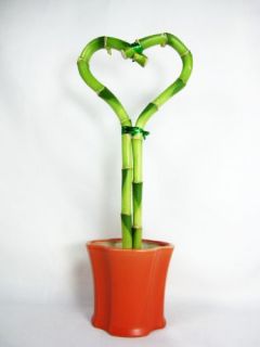 Live Heart Style Lucky Bamboo Plant Arrange w/ Hand Paint 