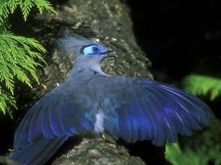 blue birds like this i don t believe you can reject this on account of 