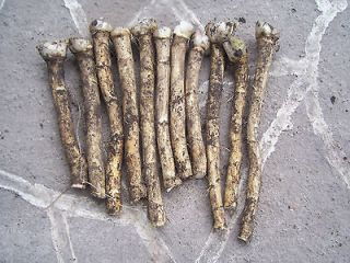 roots horseradish ready to plant or eating meerrettich time