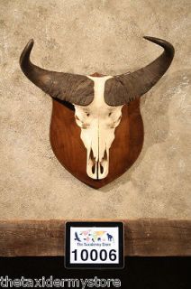 10006 african cape buffalo skull plaque taxidermy mount time left
