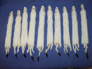 10 professionally soft tanned cased ermine 13 to 15