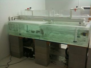 450 Gallon Acrylic Retail Aquarium Display System