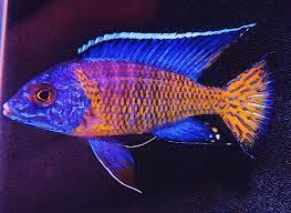 AFRICAN CICHLIDS ( 3 NGARA FLAMETAILS) LIVE FISH 