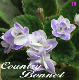 African Violet Plant  Country Bonnet  multi plants in pot. Semimini 