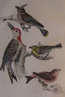 Alexander Wilson H C Antique Bird Print Woodpecker