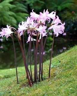 Pink Nked Lady Amaryllis Belladonna Flower Bulbs Second Order Added 