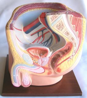 Human Male Pelvis Pelvic Cavity Anatomical Model New