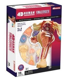 4D Human Anatomy Female Repro Model 3D Cutaway Puzzle