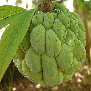 Annona sqamosa SUGAR APPLE, SWEETSOP, Easy to Grow Tropical Fruit Tree 