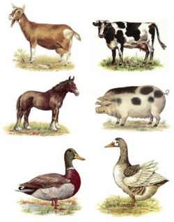 farm animals select a size ceramic decals wonderful collection of farm 