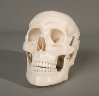 deluxe 3 piece life size human skull educational new time