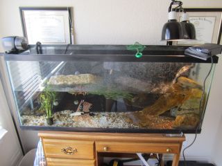 55 Gallon Aquarium Used for Aquatic Turtle